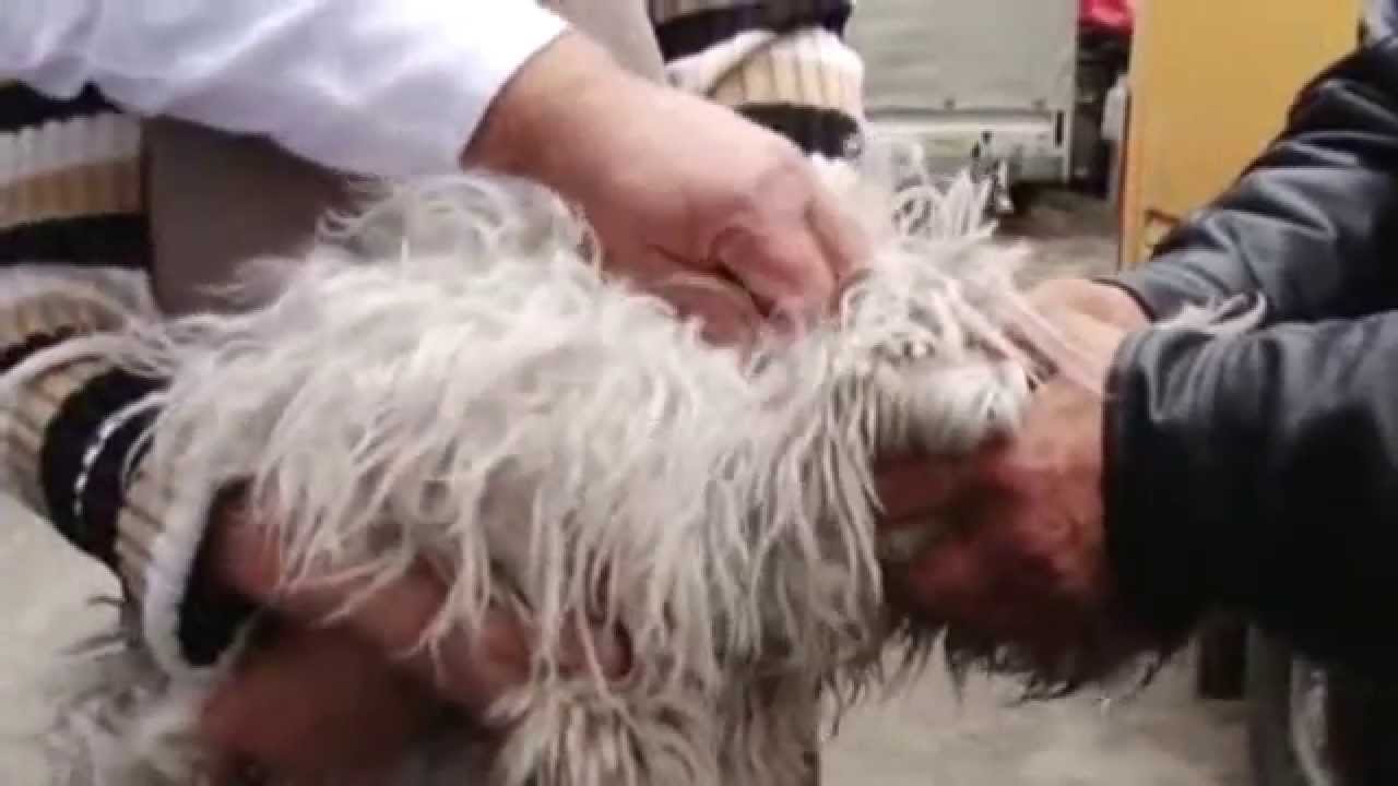 veterinarian meaning A inceput microciparea si vaccinarea cainilor