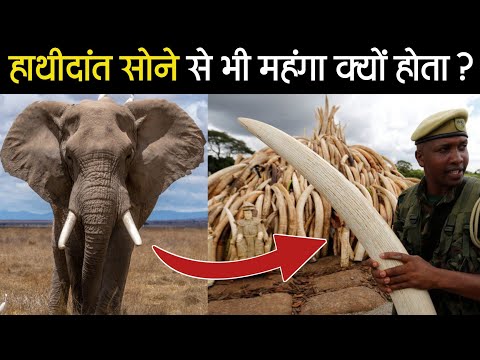 हाथी दांत सोने से भी महंगा क्यों होता है? | Why is ivory more expensive than gold?