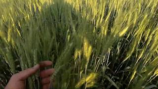Состояние посевов озимой пшеницы на 06.2019