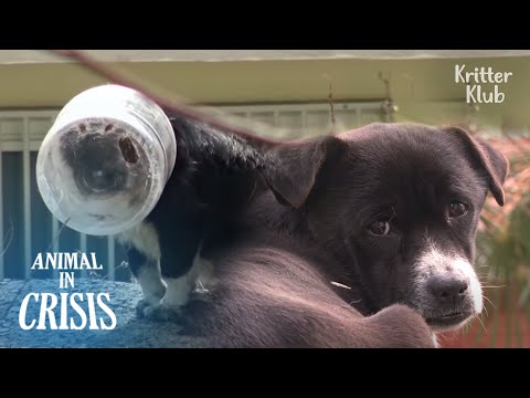 Head Stuck In Plastic Jar, Dog Couldn&rsquo;t Eat And Drink For 25 Days | Animal in Crisis EP273