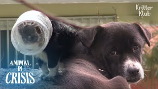 Head Stuck In Plastic Jar, Dog Couldn't Eat And Drink For 25 Days | Animal in Crisis EP273