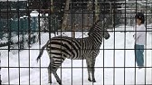 求愛ダンスを見てほしいダチョウさん With飼育員さん キリンさん 宮崎フェニックス自然動物園 Miyazaki City Phoenix Zoo Youtube