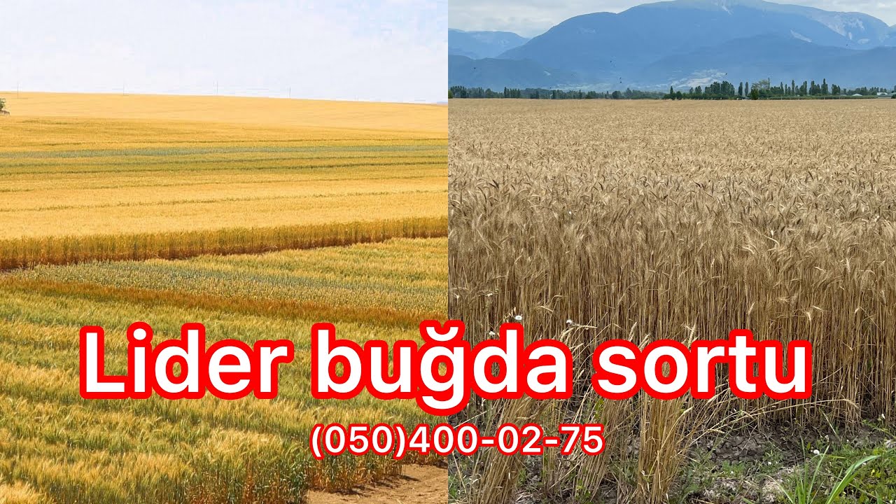Yüksək məhsuldar Lider buğda sortu. Dəmyə əkinlərində 60 sentnerdən yuxarı məhsul verə bilər.