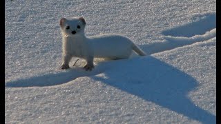 Stoat (ermine) on the ski slopes