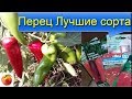 Перец лучшие сорта pepper seeds Сезон 2020