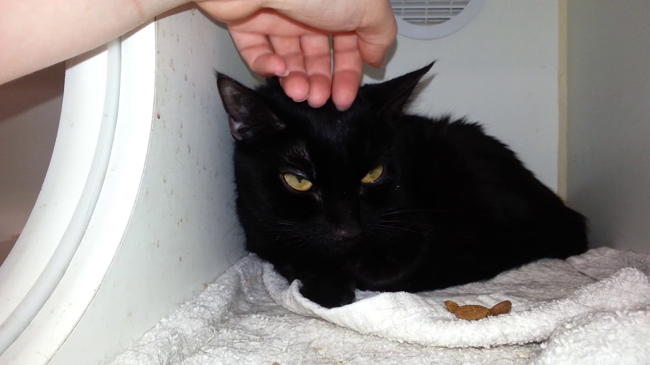 Negrita 57043 Pet-Friendly Sleek Pantherette