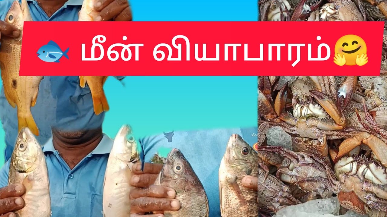Today. Fish 🤗இன்று மீன் வகைகள்🐟 Today fish types😱@treasureofjannah678 #fish #vlog # ...
