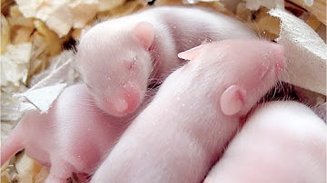 NIH Study Shows How Sex-Specific Reproductive Systems Arise