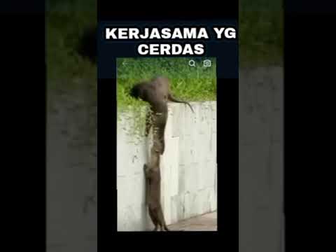 Kerjasama Yang Cerdas #shorts
