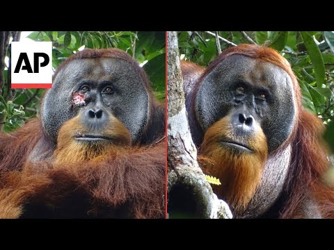 Wild orangutan used medicinal plant to treat wound, scientists say