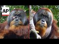 Wild orangutan used medicinal plant to treat wound scientists say
