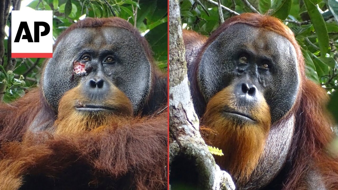 Wild orangutan used medicinal plant to treat wound, scientists say