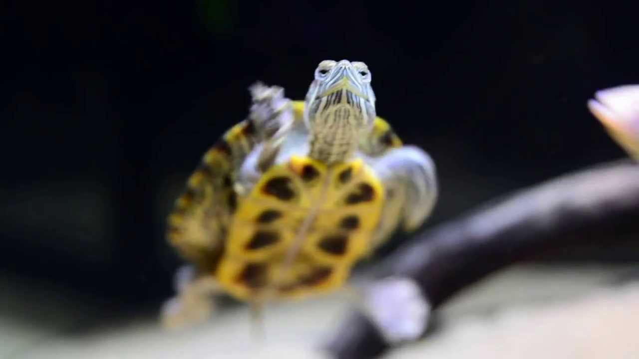 55 Gallon Planted Turtle and Cichlid Tank YouTube