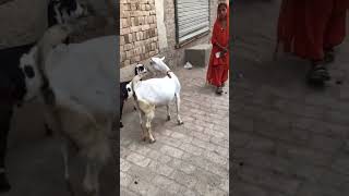 April 24, 2026#shorts#YouTube#asil #murga story#asil #murga# trending# viral