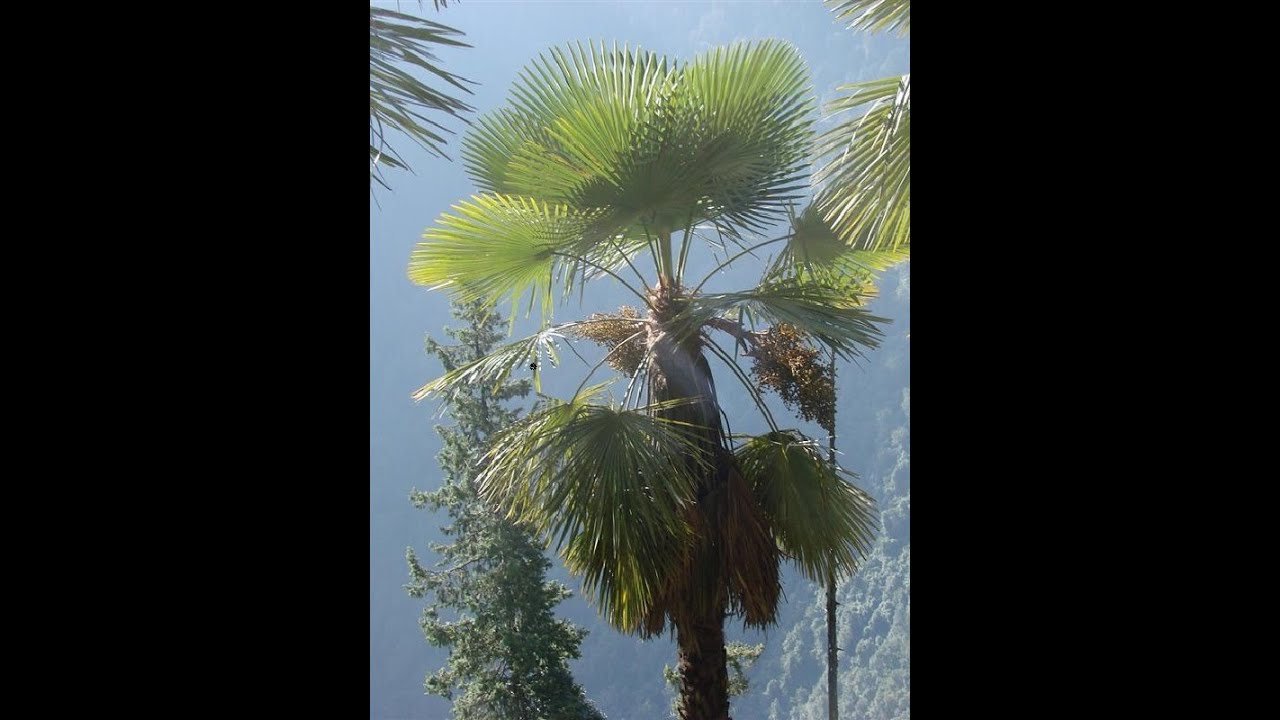 Takil Trachycarpus fortunei x takil palm tree - YouTube