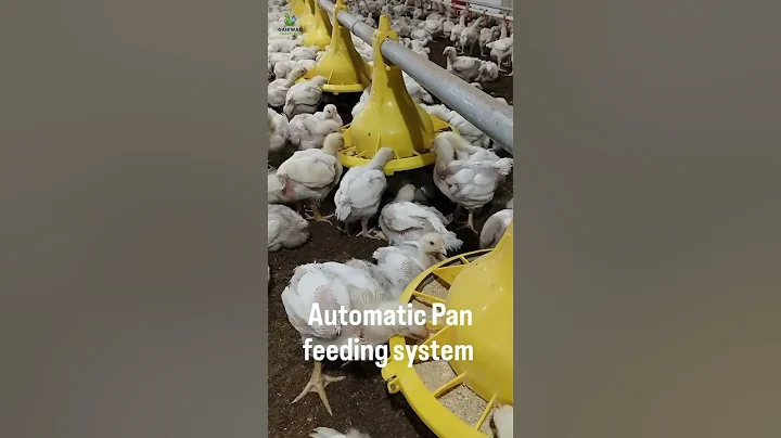 Automatic Pan Feeding System #poultry #trending #poultryfarming #poultrytips #business #viral