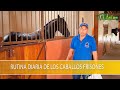 Rutina Diaria de los Caballos Frisones- TvAgro por Juan Gonzalo Angel Restrepo