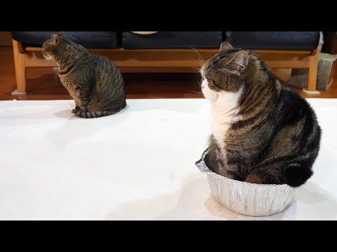 アルミ鍋とねこ×２。-Aluminum pot and Maru&Hana.-