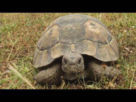 Greek tortoise - Testudo graeca - ხმელთაშუა ზღვის კუ - ს ბუნებაში დაბრუნება