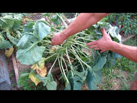 Video: Mga Sprout Ng Brussels: Kapaki-pakinabang Na Mga Pag-aari, Lumalaking Kondisyon