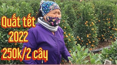 Quất tết 2022 tháp lùm giá hơn 100k/1 quất cảnh tết 2022