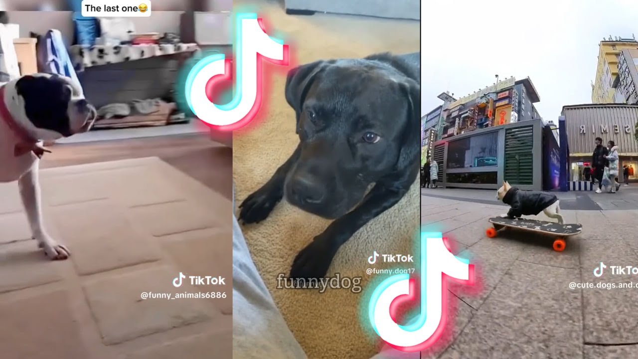 Why Do Dogs Do Funny Things