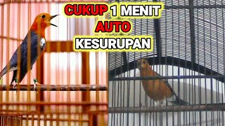 Cukup 1 menit buat PANCINGAN anis merah agar cepat GACOR || KRETEKAN betina dan ANIS MERAH TELER