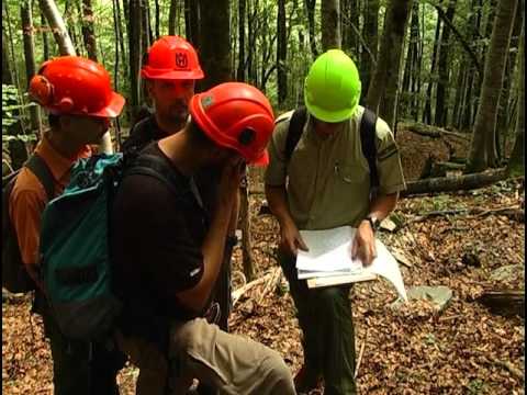 Vidéo: Comment la forêt peut-elle fournir un rendement durable ?