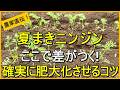 【ニンジン栽培】間引きだけじゃダメ！大きく太らせるためにやるべきこと【有機農家直伝！無農薬で育てる家庭菜園】　26/8/13