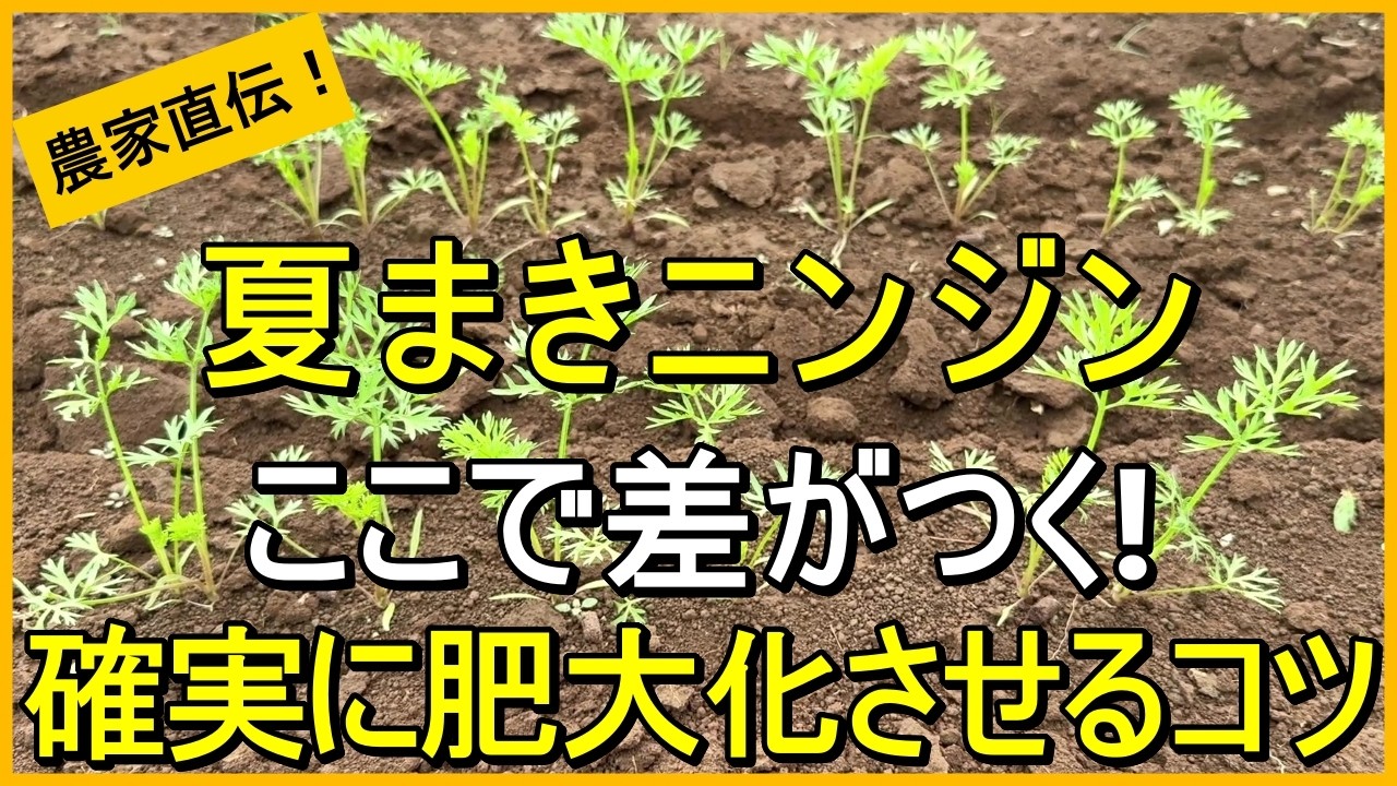 【ニンジン栽培】間引きだけじゃダメ！大きく太らせるためにやるべきこと【有機農家直伝！無農薬で育てる家庭菜園】　26/8/13
