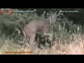 THE TOP 10 TOP 10 ANIMALS ATTACK HUNTER Buffalo Lion Leopard Bear Puma Attack Hunter THE TOP 10 TOP 10 ANIMALS ATTACK HUNTER Buffalo Lion Leopard Bear Puma Attack Hunter