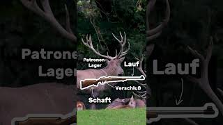 Büchse erklärt – die wichtigste Langwaffe der Jagd 🦌|#drückjagd #jagd#hunting#wildlife #animals#fyp