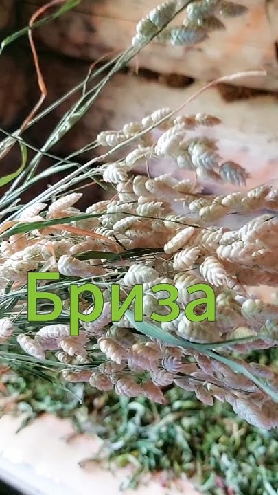 Бриза амазонка: от травинки до роскошного сухоцвета. #бриза #сухоцвет # ...