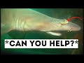 Sharks That Asked People For Help (people actually help)