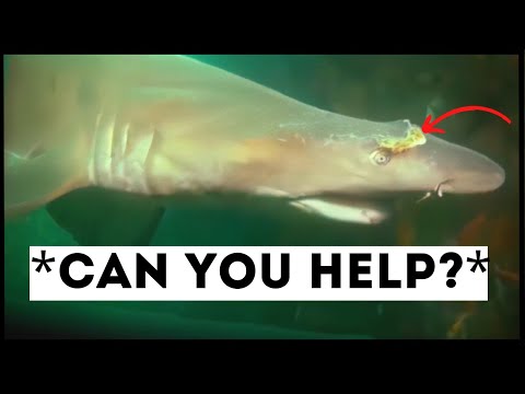 Sharks That Asked People for Help & Kindness