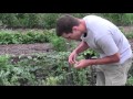 Video Harvesting Cool Season Vegetables