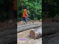 Measuring the Log: How a Chainsaw and a Simple Gauge Turn a Tree into Sized Timber