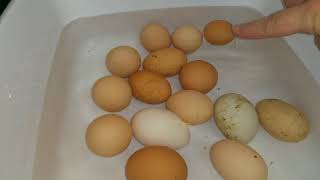 #farm #fresh #Eggs                                   Washing Your Farm Fresh Eggs