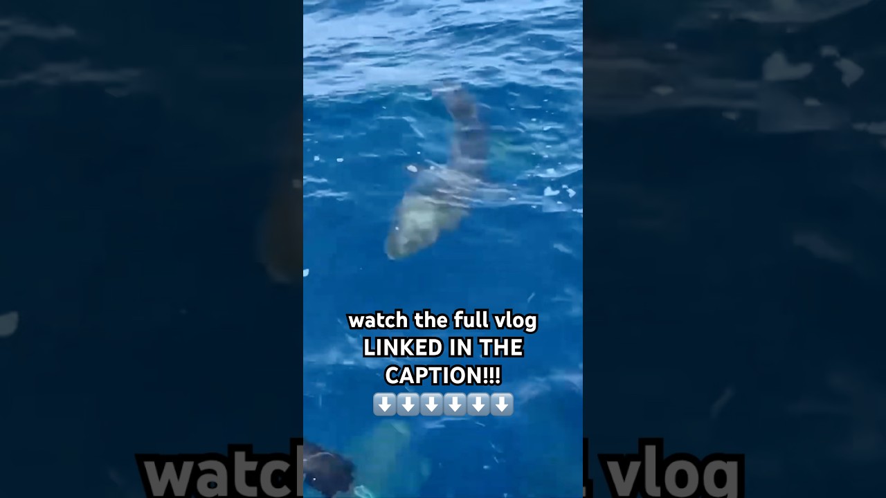 SHARK VLOG