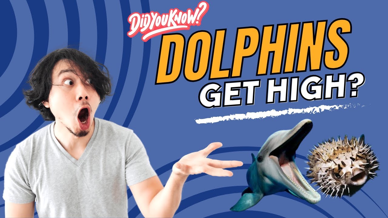 Exploring the fascinating world of dolphins and pufferfish Dolphins
