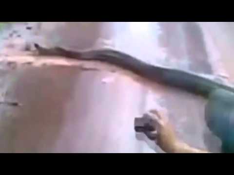 როგორ უნდა დაიჭიროთ გველი