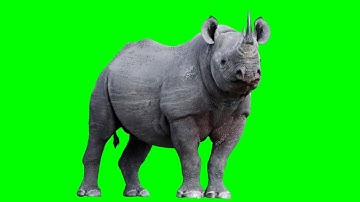 rhino green screen video | rhinoceros green screen video | animation video | 3d animation  |
