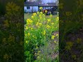 #gardening #garden #food #bees #bumblebee #flowers #texasgardening