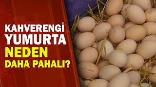 Her Kahverengi Yumurta Organik Mi? A Haber A Haber