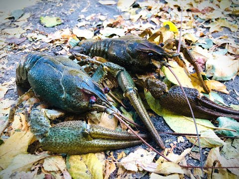 Приманка для раков мясо Приманка для раков мясо