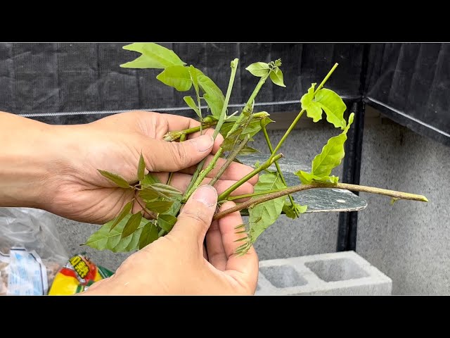 藤の花の挿し木をやってみる！ 【盆栽#38】 Pruning and replanting of