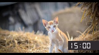 15 Minute Screensaver With Cute Cats | Cat Meow Alarm Sound screenshot 5