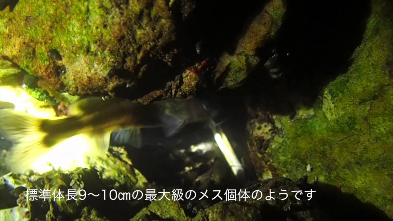 ネコギギ 20158(改善版) YouTube