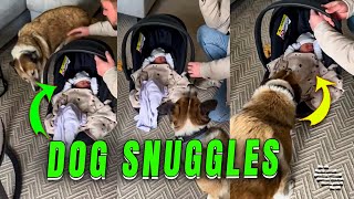 Dog Snuggles Newborn's Blanket Upon Arrival Home