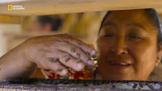 Secrets of the Bees | Official Hindi Trailer | Bertie Gregory | Premiering On National Geographic